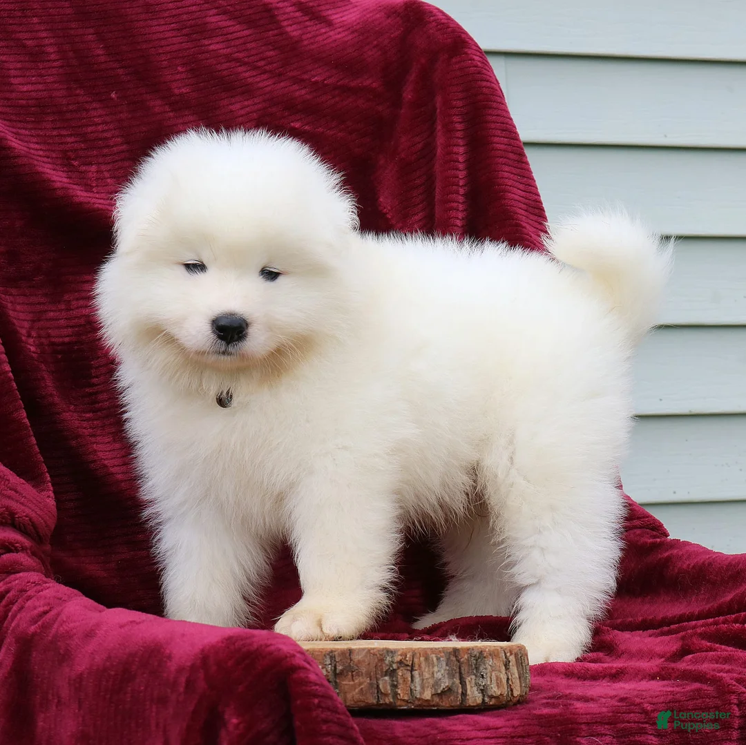 Samoyed dogs for sale: Ava - Ad 1