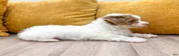 Yorkiepoo dogs for sale: Chico - Ad 4