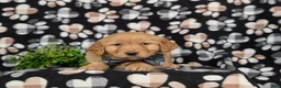 Golden Retriever dogs for sale: Fletcher - Ad 5