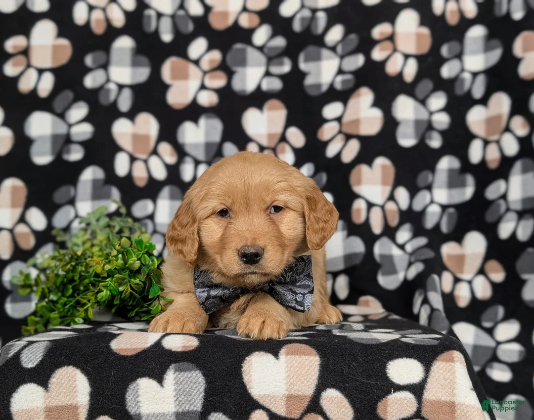 Golden Retriever dogs for sale: Fletcher - Ad 5