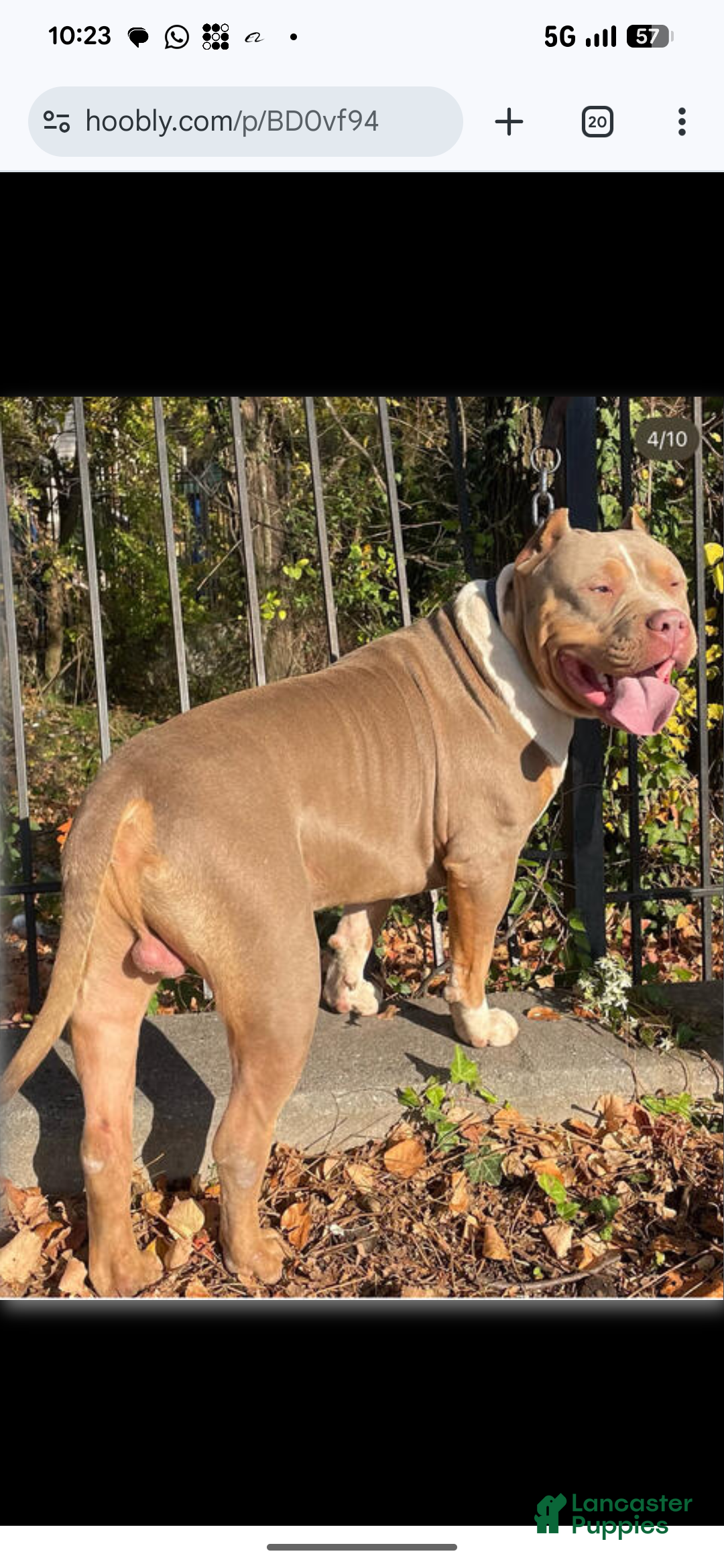 American Bully dogs for sale: G3 - Ad 6