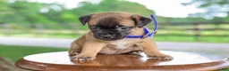Jug dogs for sale: Zachary Jug Puppy - Ad 5