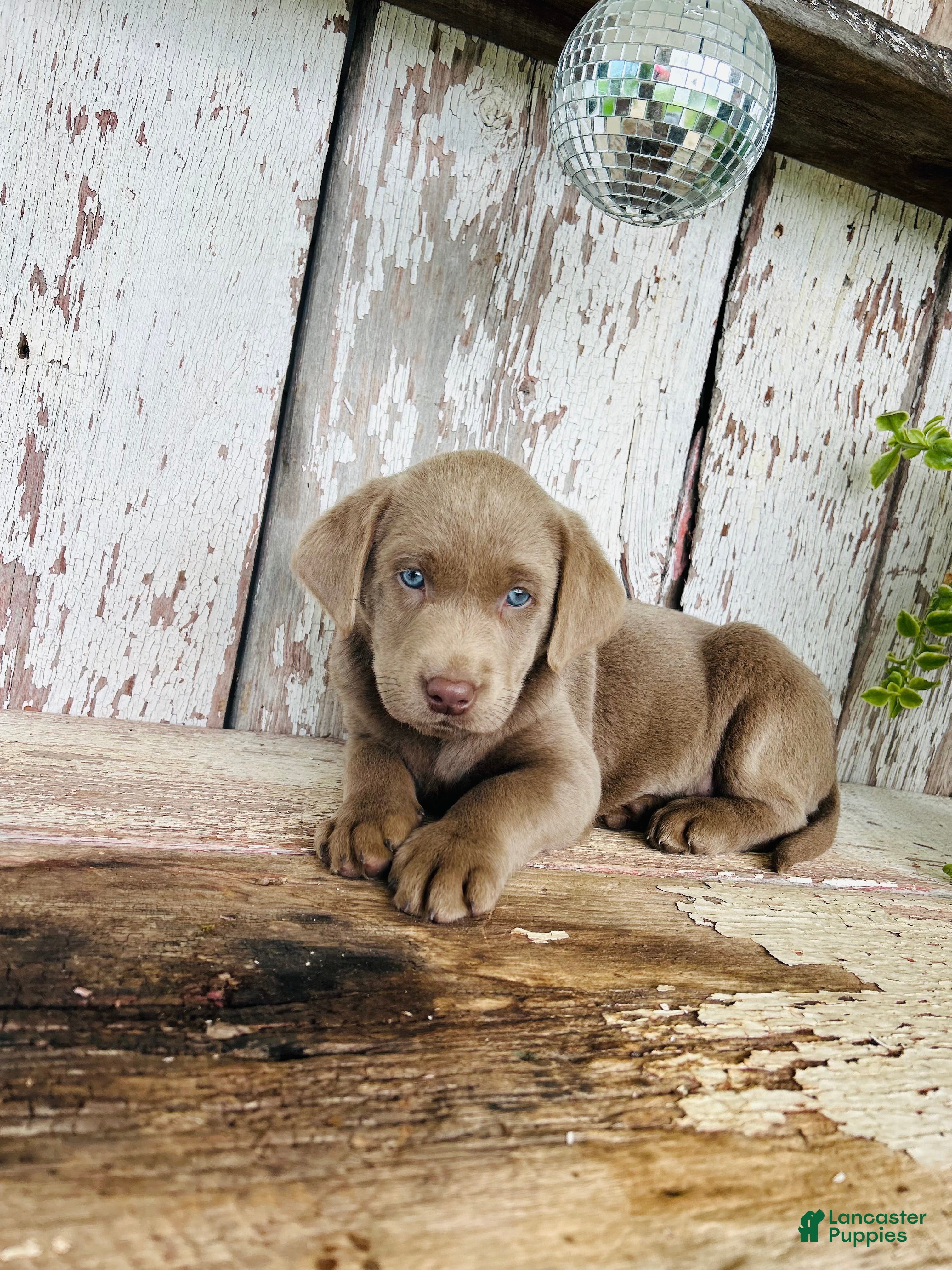 Labrador Retriever dogs Annie  - Ad 1