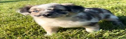 Mini Aussiedoodle dogs for sale: Jasper - Ad 5