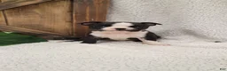 Boston Terrier dogs for sale: Baily - Ad 4
