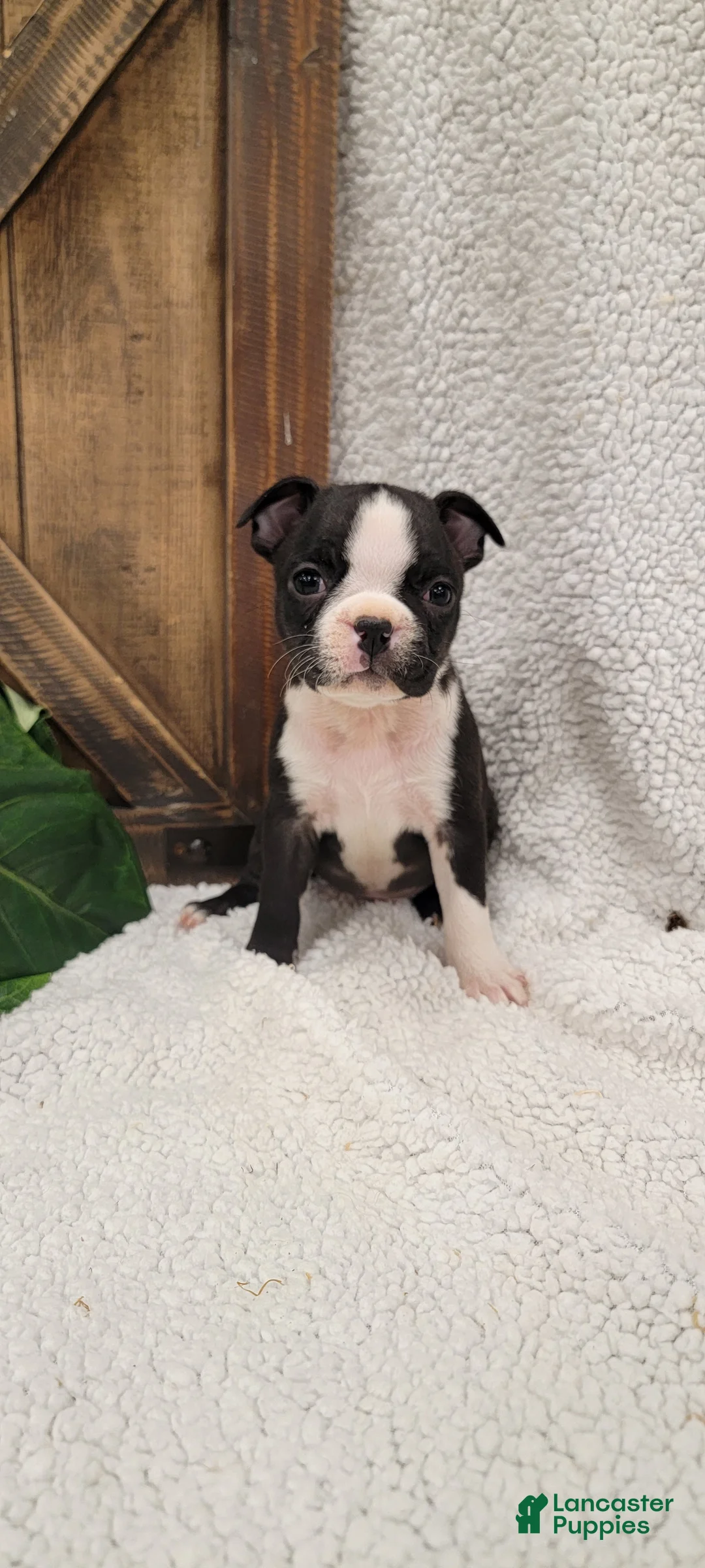 Boston Terrier dogs for sale: Baily - Ad 4