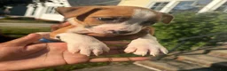American Pit Bull Terrier dogs for sale: Penie (girl)  - Ad 2