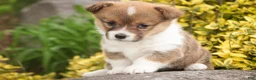 Welsh Corgi Pembroke dogs for sale: Jessie - Ad 2