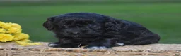 Mini Goldendoodle dogs for sale: Hyacinth - Ad 7