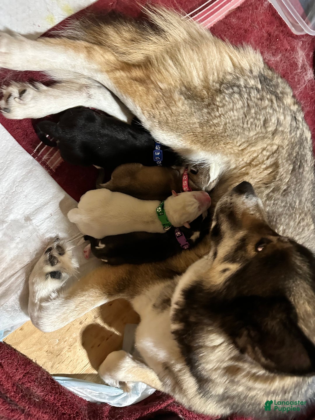 Siberian Husky dogs for sale: Ghost - Ad 8