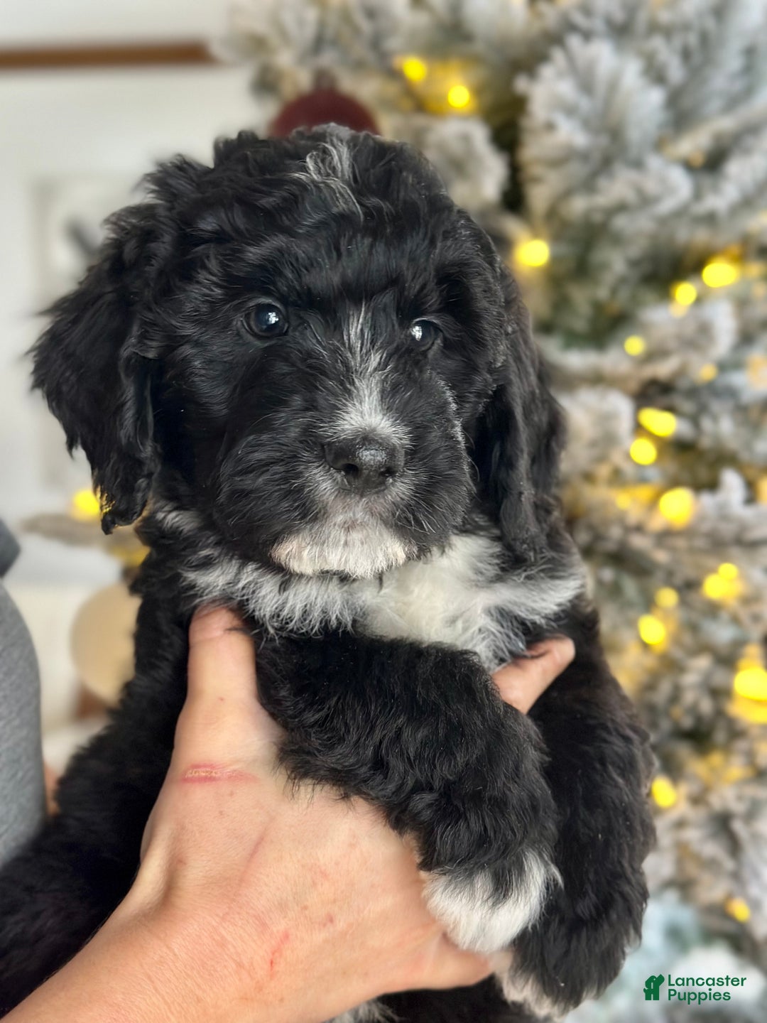 Bernedoodle dogs for sale: Fleece  - Ad 4