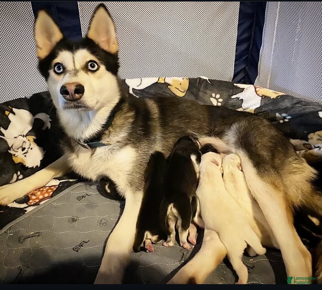 Pomsky dogs for sale: Snow White  - Ad 4