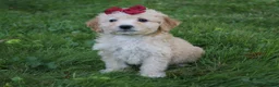 Mini Goldendoodle dogs for sale: Darla 🎀 - Ad 5