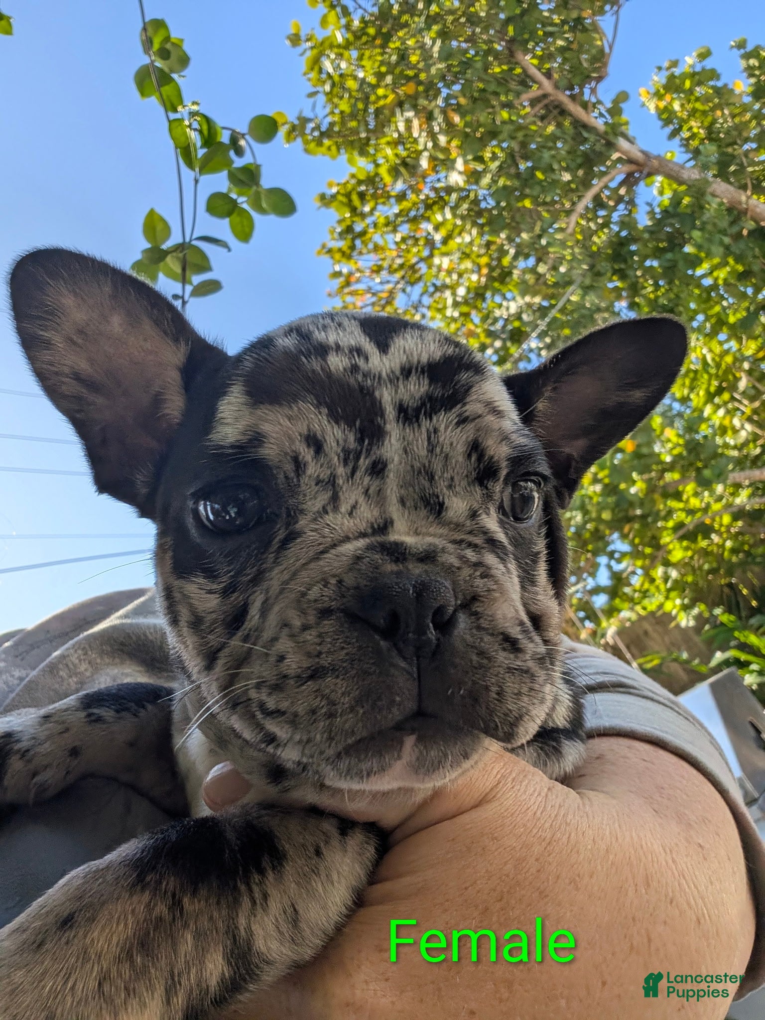 Mixed Breed dogs Mixed Breed Puppy 3 - Ad 24