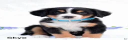 Bernese Mountain Dog dogs for sale: Skye  - Ad 5