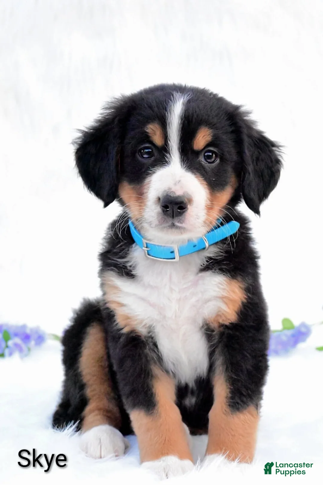 Bernese Mountain Dog dogs for sale: Skye  - Ad 5