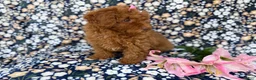 Cavapoo dogs for sale: Maggie - Ad 3