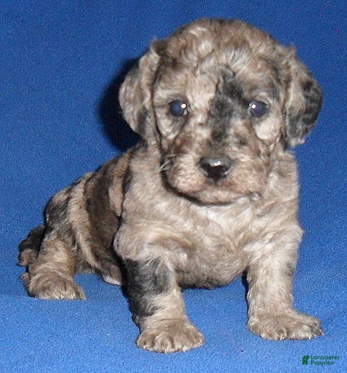 Yorkiepoo dogs Patches - Ad 1