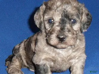 Yorkiepoo dogs for sale: Patches - Ad 4