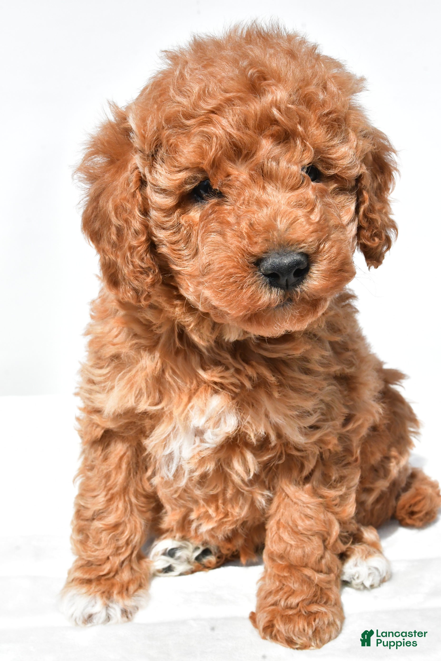 Mini Goldendoodle dogs Molly - Ad 2
