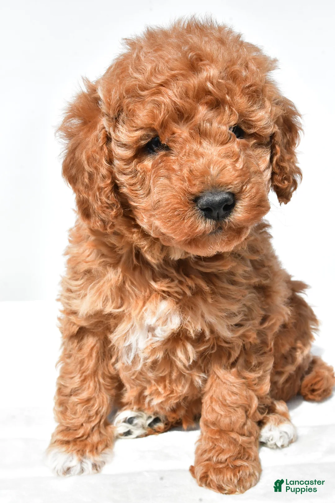Mini Goldendoodle dogs for sale: Molly - Ad 2