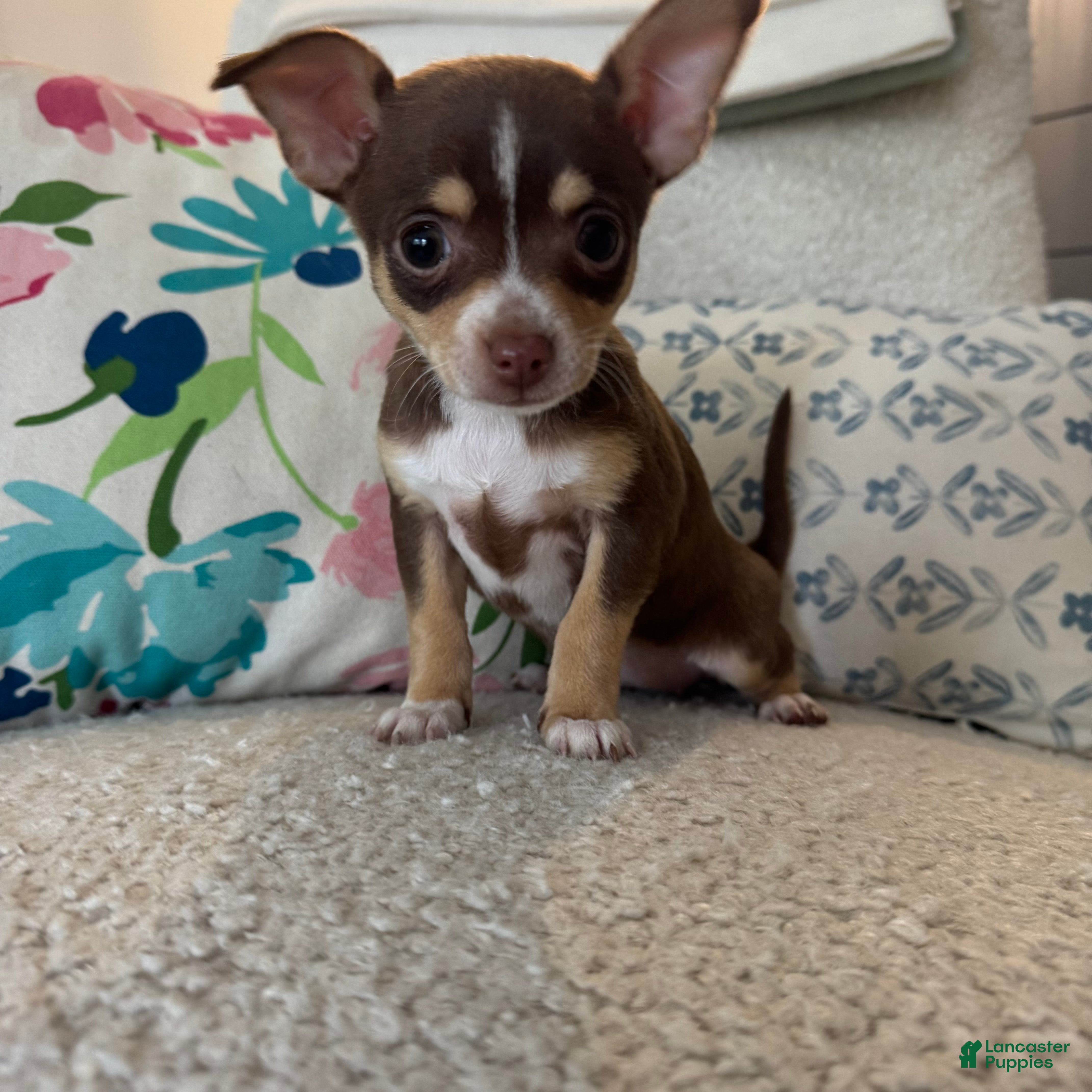 Chihuahua dogs kate  - Ad 35