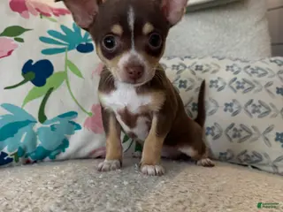 Chihuahua dogs kate - Ad 35