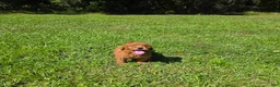 Goldendoodle dogs for sale:  Louie - Ad 6