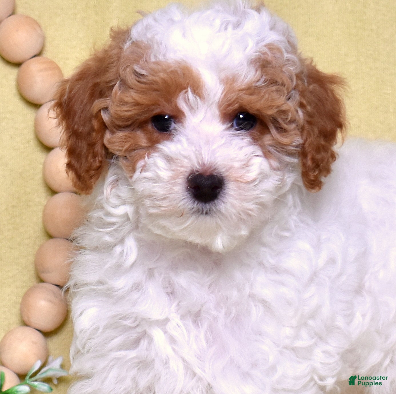 Miniature Poodle dogs Chip - Ad 1