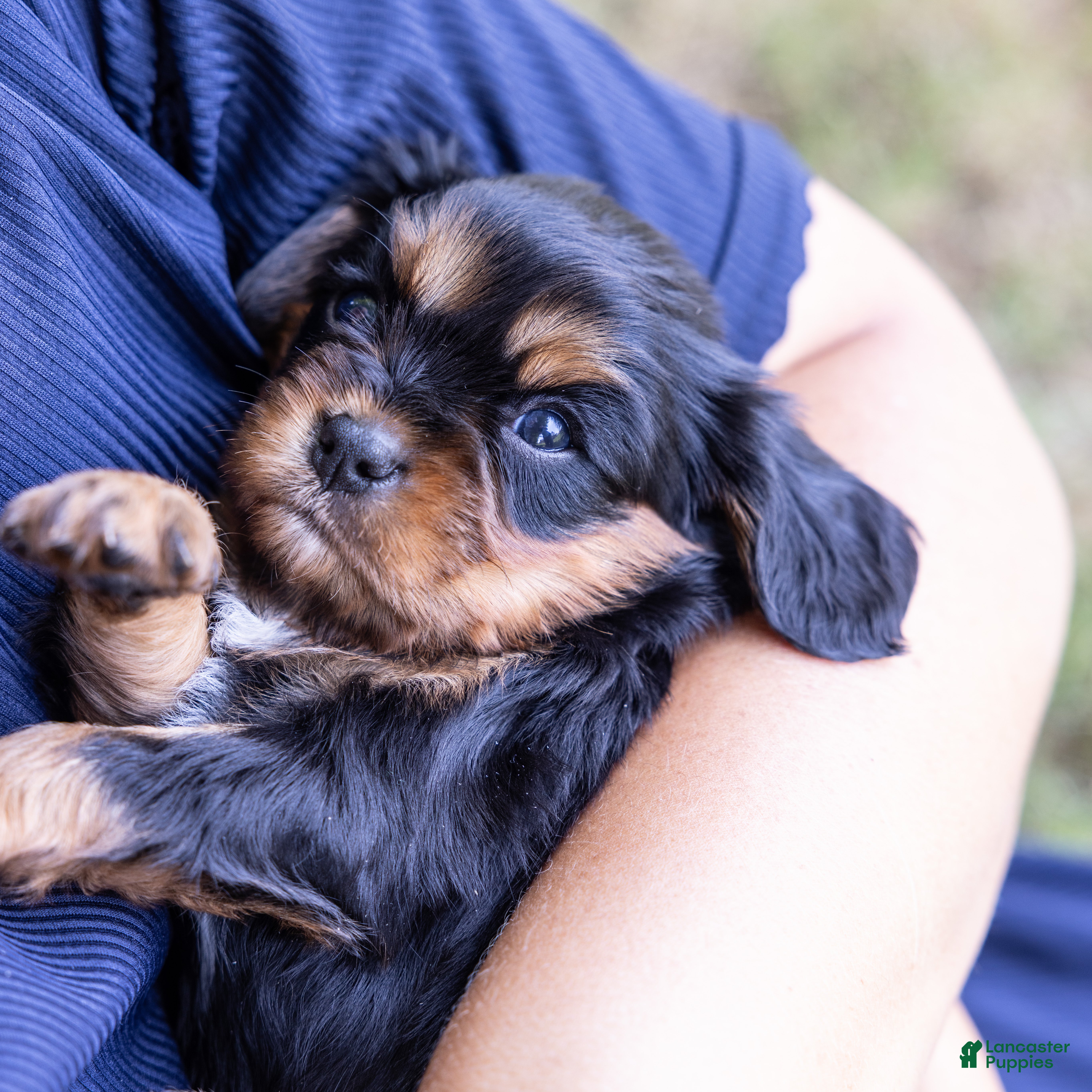 Cavalier King Charles Spaniel dogs Butch - Ad 1