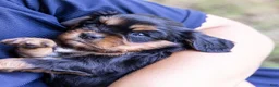 Cavalier King Charles Spaniel dogs for sale: Butch - Ad 11
