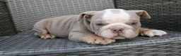 English Bulldog dogs for sale: Brody  - Ad 5
