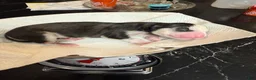 Siberian Husky dogs for sale: Princess Nox - Ad 19