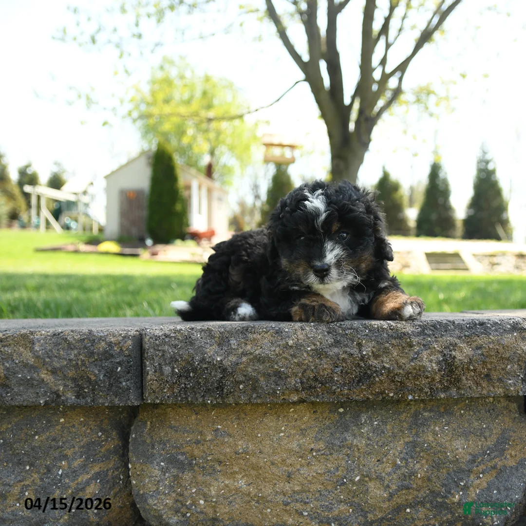 Mini Bernedoodle dogs for sale: Doras - Ad 2