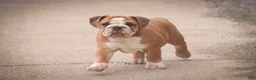 Mixed Breed dogs for sale: Dream Victorian Bulldog - Ad 3