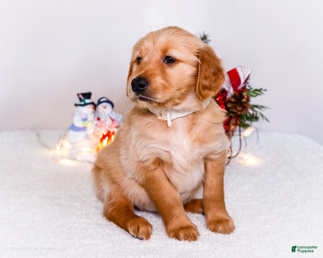 Golden Retriever dogs for sale: Goldie - Ad 3