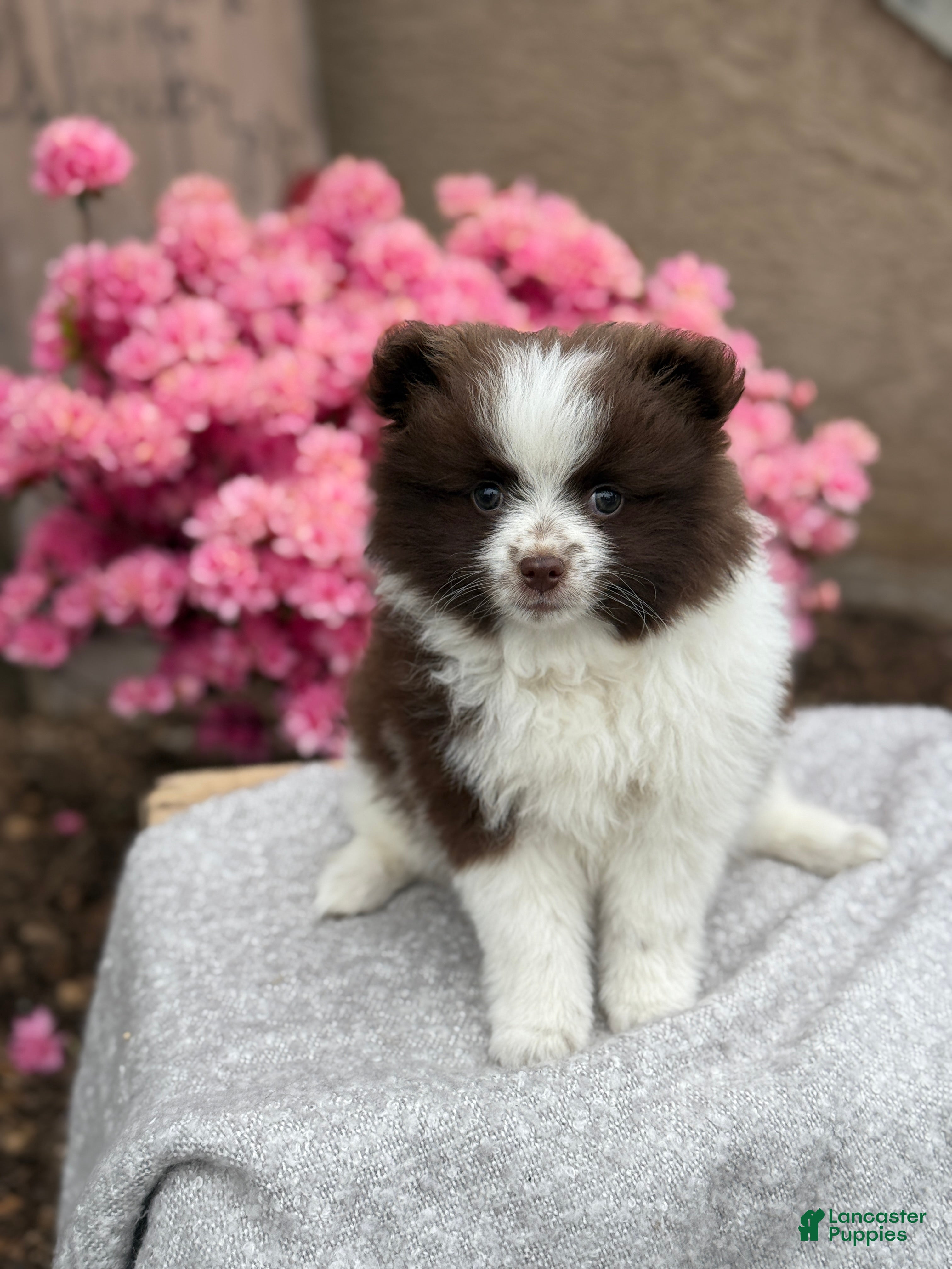 Pomeranian dogs for sale: Rosie - Ad 3