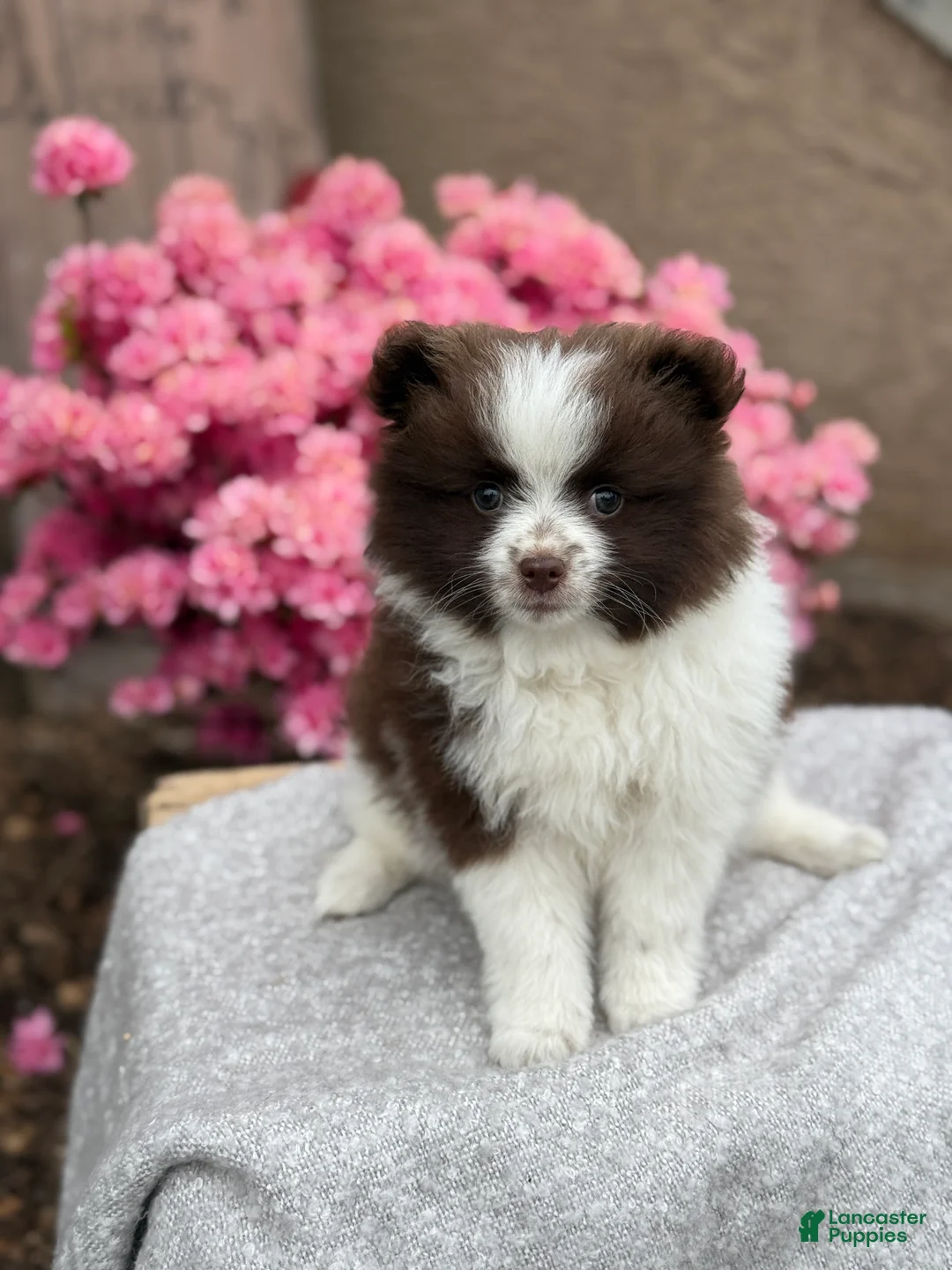 Pomeranian dogs for sale: Rosie - Ad 1