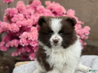 Pomeranian dogs for sale: Rosie - Ad 3