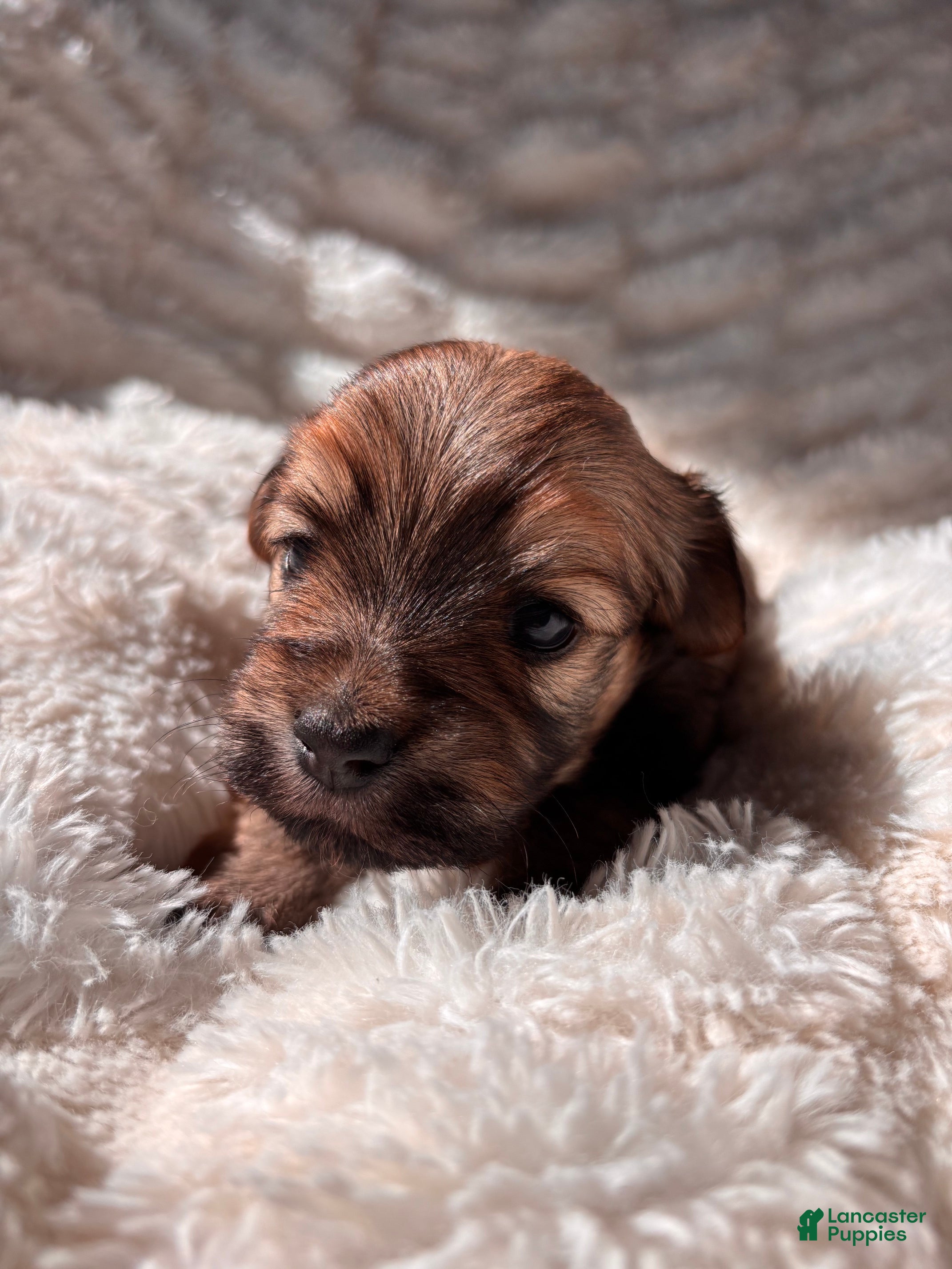 Havanese dogs Dorothy - Ad 38