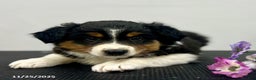 Australian Shepherd dogs for sale: Patch  - Ad 3