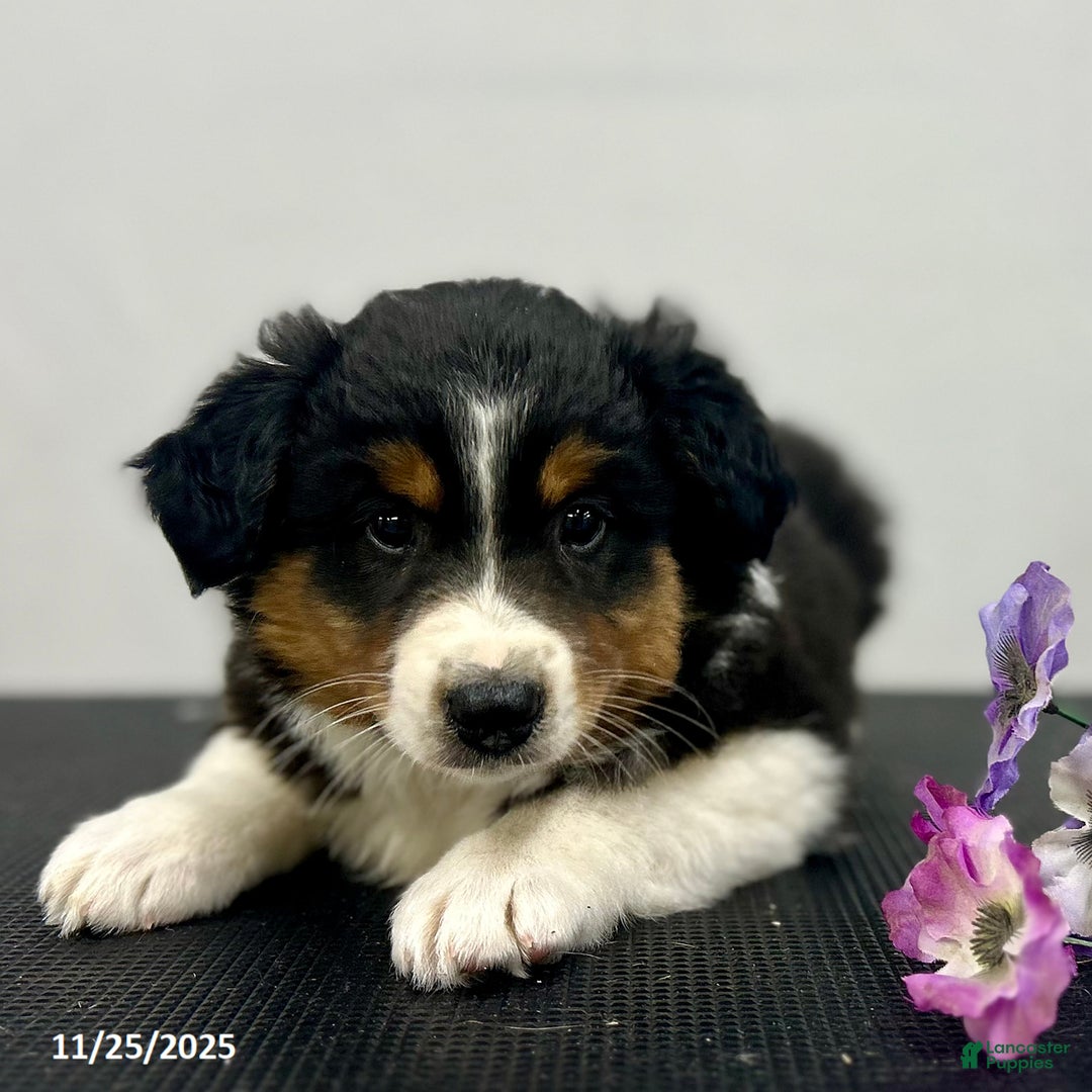 Australian Shepherd dogs for sale: Patch  - Ad 3