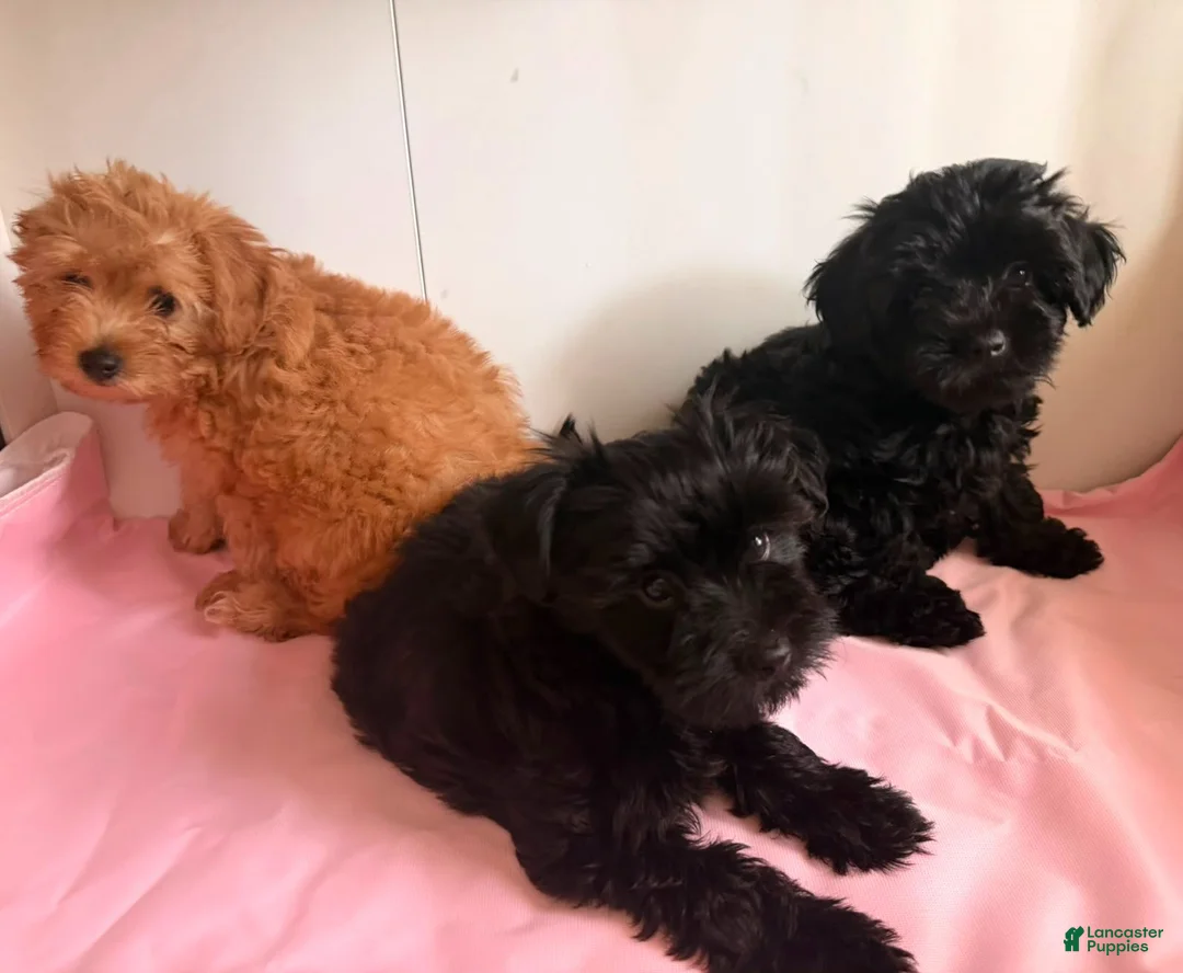Yorkiepoo dogs for sale: Umi - Ad 3
