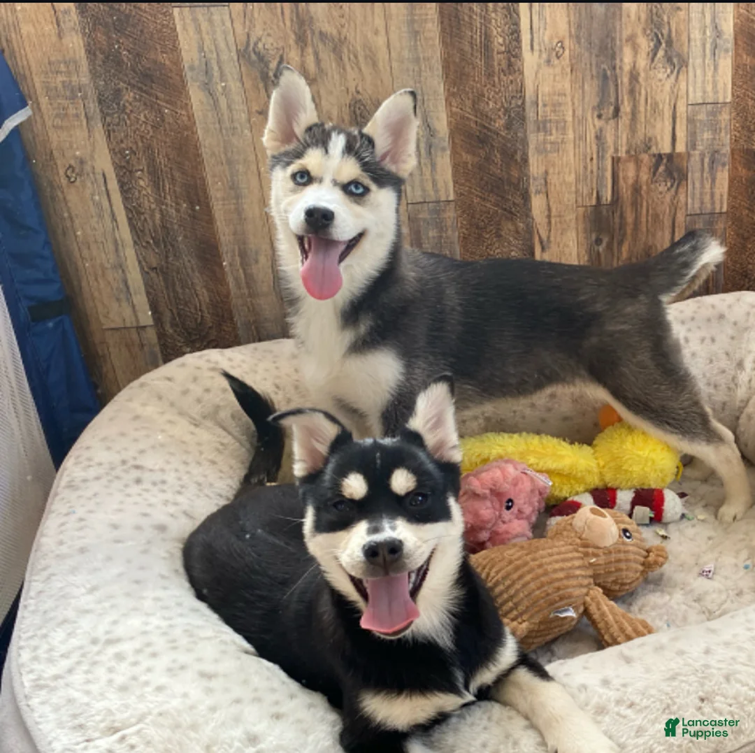 Pomsky dogs for sale: Sugar  - Ad 3