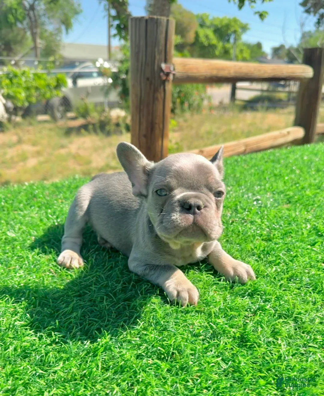 French Bulldog dogs for sale: IDRIS - LILAC TAN ADORABLE LIL GUY - Ad 1