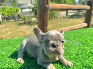 French Bulldog dogs IDRIS - LILAC TAN ADORABLE LIL GUY - Ad 40