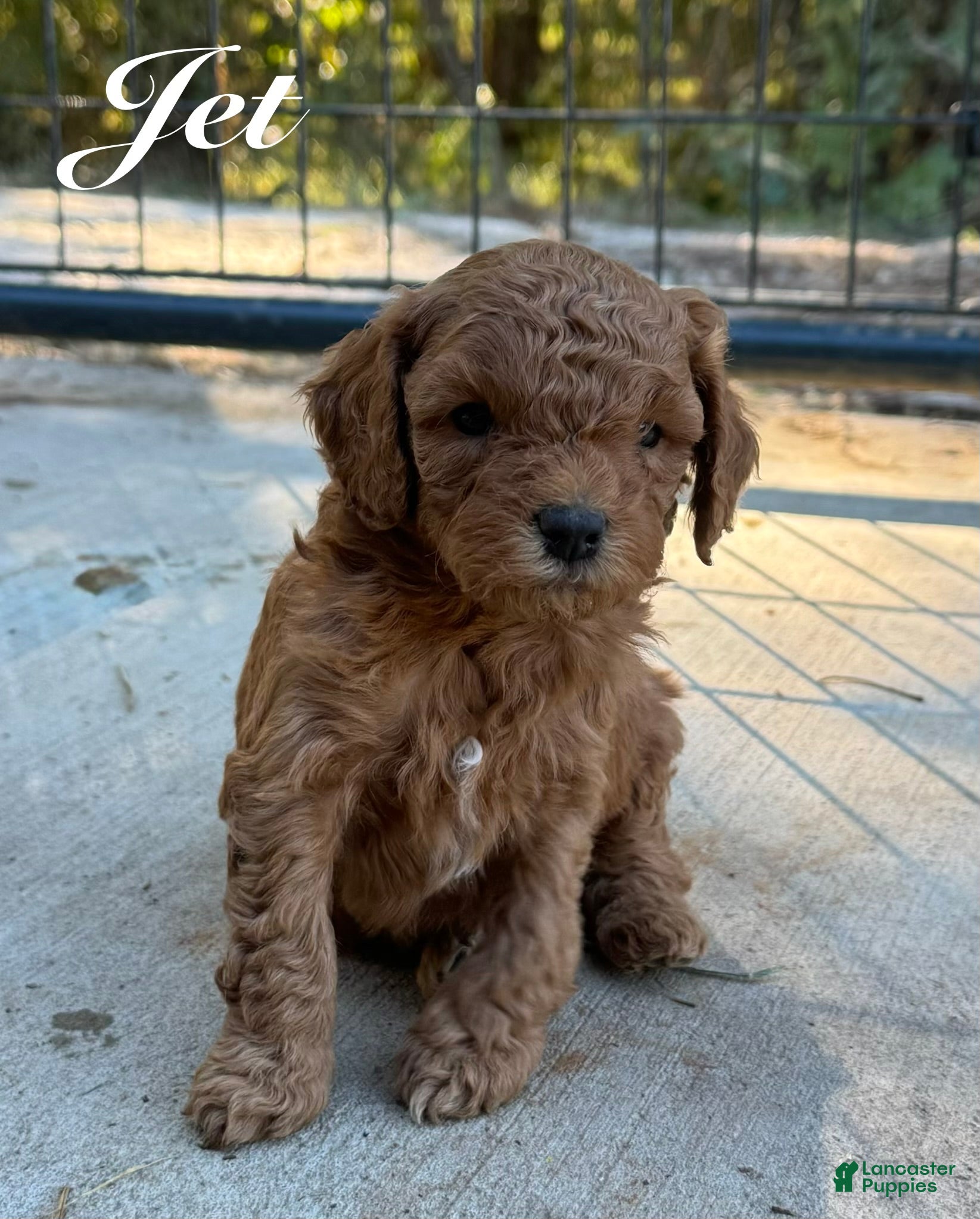 Cavapoo dogs for sale: Jet - Ad 34