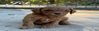 Jet