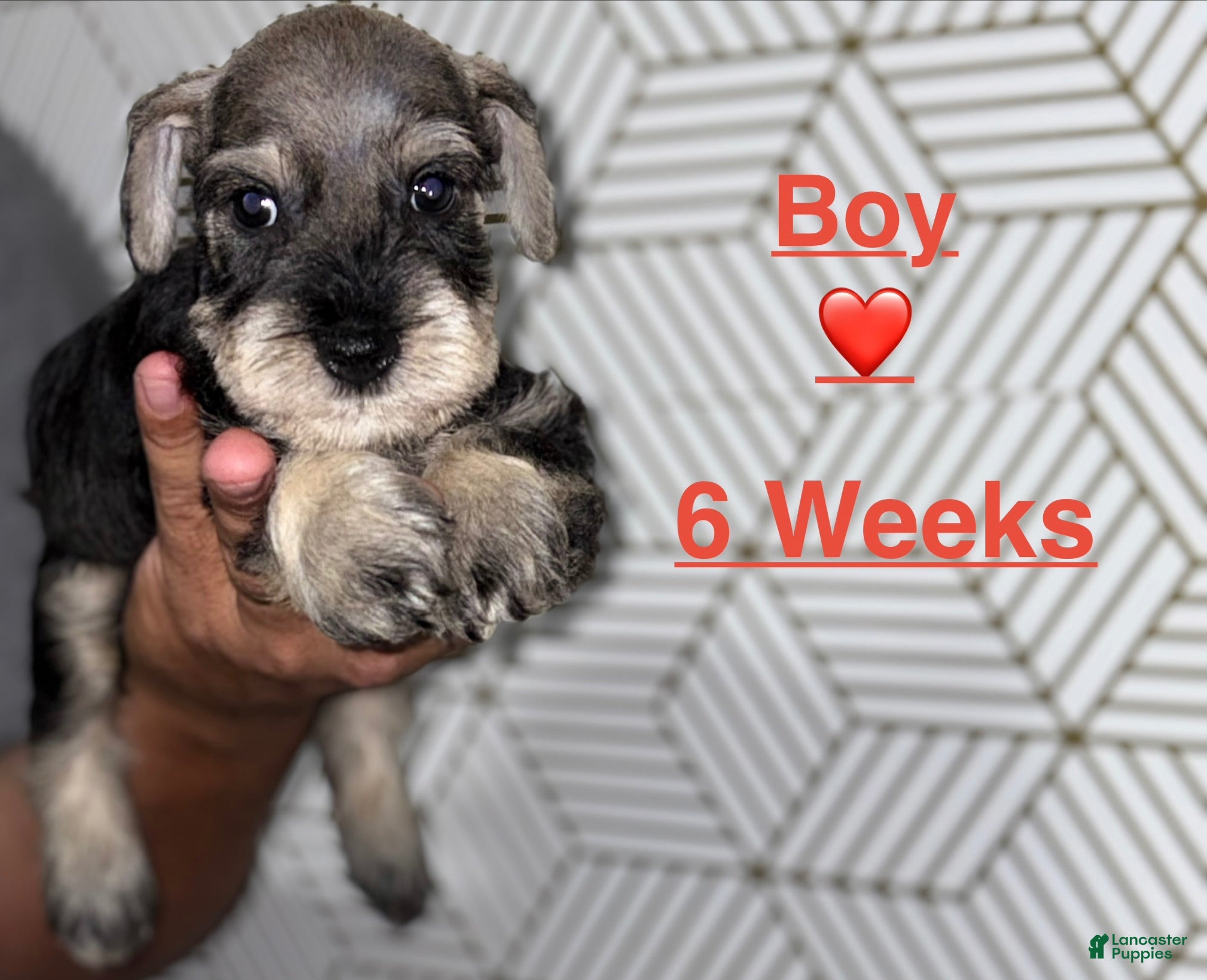 Miniature Schnauzer dogs Miniature Schnauzer 2 - Ad 1