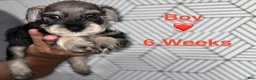 Miniature Schnauzer dogs for sale: Miniature Schnauzer 2 - Ad 2